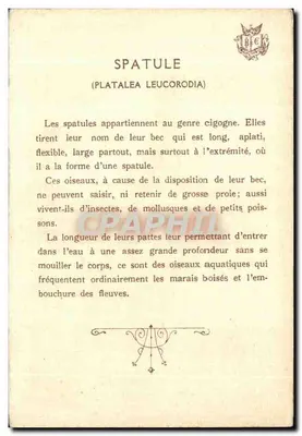 Spatula — (Platalea) — G. Fonthey — Rewers