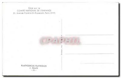 Papagaio de cabeça amarela — Platyceercus flaveolus — Editado pelo Comité National de l'Enfance, n°56 — Verso