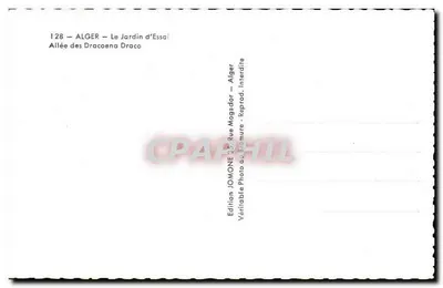 Algieria - Ogród Doświadczalny - Aleja Dracoena Draco — Wydawnictwo Jomone — Rewers