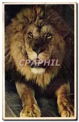Leão Sultan — Museu Nacional de História Natural, Parque Zoológico do Bois de Vincennes — Foto da coleção 48 bis
