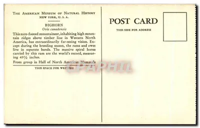 Bighorn — Ovis canadensis — The American Museum of Natural History, New York, U.S.A. — Verso