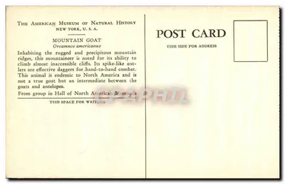 Bode das Montanhas — Oreamnos americanus — The American Museum of Natural History, New York, U.S.A. — Verso