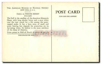 Dall ou Mouton Blanc — Montagnes enneigées — American Museum of Natural History, New York, U.S.A. — Verso