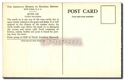 Musk Ox — The American Museum of Natural History, New York, U.S.A. — Verso