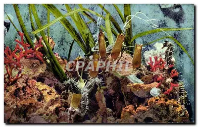 Underwater scene — red corals, sea grass and seahorses —