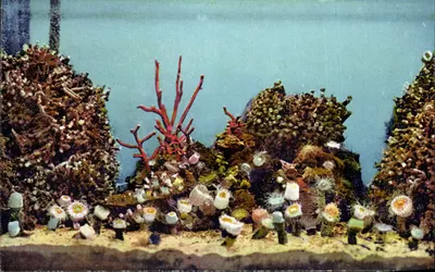 Monaco Aquarium — Coralliaires — Imp. A.D.J.A. - Nice, N° 19