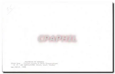 Monaco Aquarium — Coralliaires — Imp. A.D.J.A. - Nice, N° 19 — Back