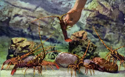 Spiny Lobster — Aquarium de Monaco — Cliché Barba — N°1 — Imp. A.D.I.A. NICE
