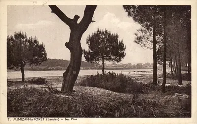 Mimizan-la-Forêt (Landes) — Os Pinheiros — Edição Sallagana