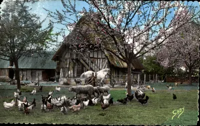 Paysage rural normand — ferme à colombages sous cerisiers en fleurs — éditeur SABY
