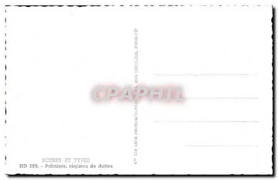Palmen, dadelpalmen — Scènes en Types, ND 599 — Uitgever: Cie des Arts Photographiques, Parijs 15e — Achterkant