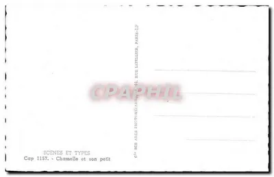 Chamelle e seu filhote — Cap 1157 — Cie des Avis Photographiques, Paris — Verso