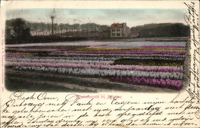 Bilhete postal antigo Pitjacintenveld perto de Haarlem