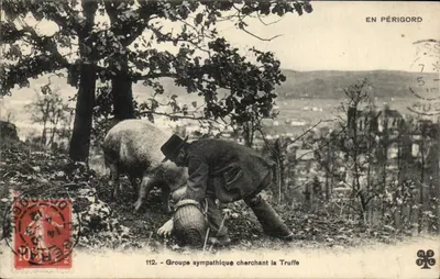 पेरिगॉर्ड — एक सहानुभूतिपूर्ण समूह जो ट्रफ़ की तलाश में है — MTL संख्या 112