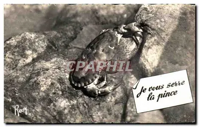 Crab on Rock — Wordplay 'I'll Pinch You' — Rosy, publisher