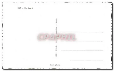 Um Isard — montanhas nevadas — C.A.P., Paris — Verso