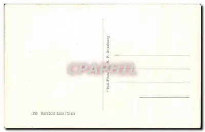 Marabout na Oasis — Editor C. A. P. Strasbourg, n° 1233 — Verso