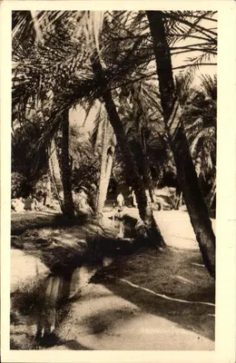 Paisagem de palmeiras — Velha Biskra — SP SA
