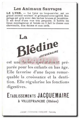 Lis — zwierzę dzikie — Blédine Jacquemaire — Rewers