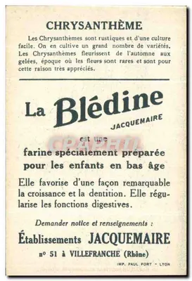 Chrysantemy — reklama firmy Blédine — wydawca Jacquemaire, nr 51 z Villefranche (Rhône) — Rewers