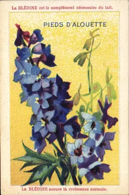 Blédine — Pés de Alouette — Estabelecimentos Jacquemaire