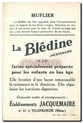 Muflier — kwiat i produkt Blédine — wydawca Jacquemaire, Lyon — Rewers