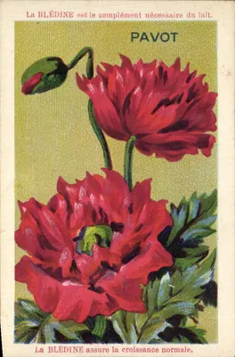 Papoula — propaganda para a Blédine — editor Jacquemaire, n° 51