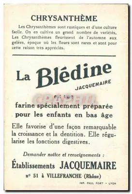 Chryzantemy — reklama dla Blédine — wydawca Jacquemaire, n° 51 w Villefranche (Rhône) — Rewers