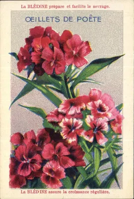 Rosas de Poeta — propaganda para a Blédine — editor Jacquemaire