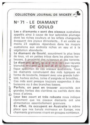 Le diamant de Gould — oiseau australien aux couleurs vives — Collection Journal de Mickey, n°71 — Rewers
