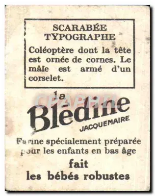 Scarabée tipográfico — Coleóptero com chifre e corselet — editor Blédine Jacquemaire — Verso
