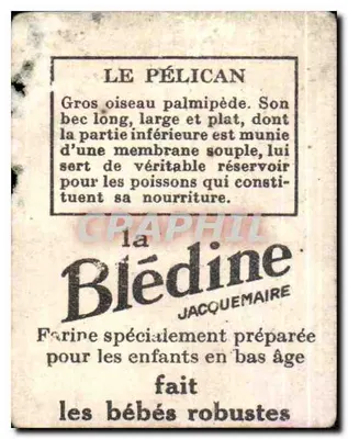 Pelicano — ilustração naturalista — Blédine Jacquemaire — Verso