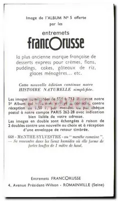 Manjerico silvestre — manjerico romano — entremets francORUSSE n°668 — Verso