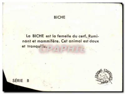 Cervo-fêmea — animal da floresta — Edições Educativas Paris, Série B — Verso