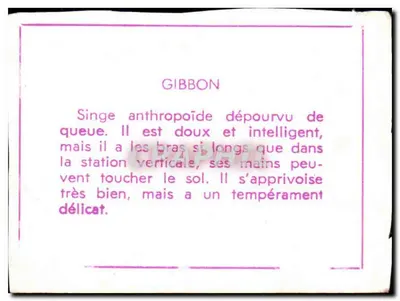 Gibbon — małpia antropoid bez ogona — wydawca nie widoczny — Rewers