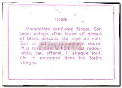 Tiger — ilustracja zwierzęca — wydawca nieznany, numer seryjny nie widoczny — Rewers