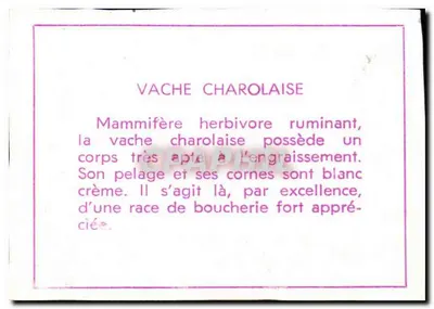 Vaca charolês — ilustração e descrição — Verso