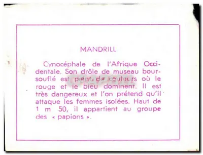 Mandrill — ilustracja naturalistyczna — wydawca nie widoczny — Rewers