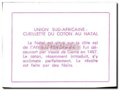 União Sul-Africana: colheita de algodão no Natal — texto impresso em cima e embaixo — Verso
