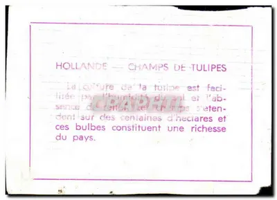 Hollande: pola tulipanów — Rewers