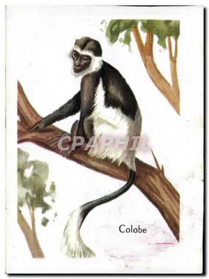 Colobos — macaco africano — editor desconhecido, número de série não visível