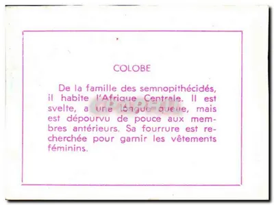Colobos — macaco africano — editor desconhecido, número de série não visível — Verso