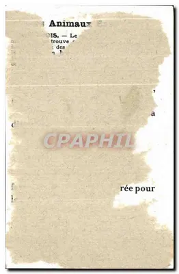 Chamois — animal des montagnes — carte de collection — Rewers