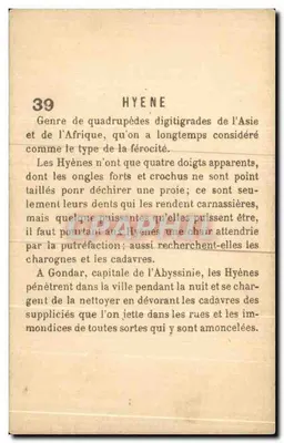 Hyena — seria 39 — wydawca nieodczytelny — Rewers