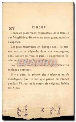 Pinson — nr 37 — PINSON — Rewers