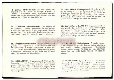 Capibara — Hydrochoerus hydrochaeris — Chappe — Rewers