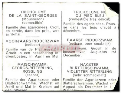 Tricholome de la Saint-Georges — Tricholome nu ou Pied Bleu — Tricholome de la St-Georges — Paarse Ridderzwam — Maïschwamm — Nacker Blätterschwamm — wydawca nie widoczny — Rewers