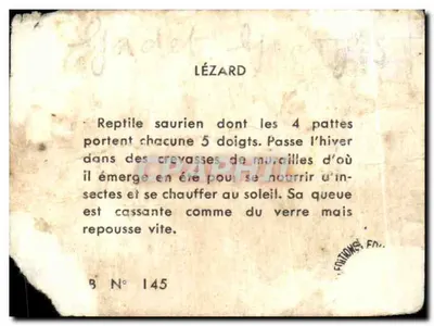 Lézard — Sauryn — Carver Rozgniat, seria B Nr 145 — Rewers