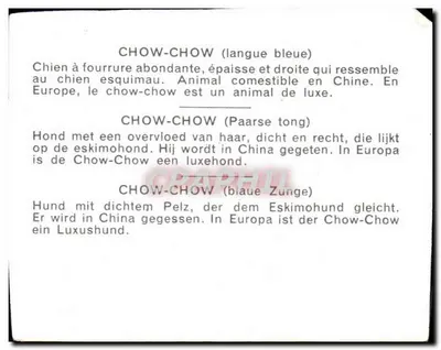 Chow-Chow — cão de raça — carta postal ilustrada — Verso