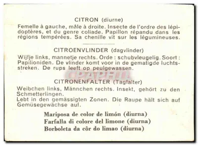 Citron — Mariposa de limón — editor no visible, número de serie no visible — Reverso